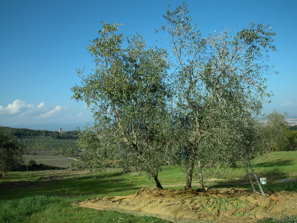 Events at Castello di Grotti - Siena